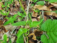 싱그러운 백하수오