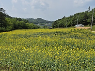 “영동에서도 제주도처럼 ..