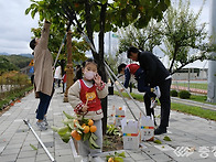 영동군, '감 따기' 행사 ..