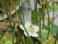 물매화(립스틱)