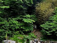 세바람꽃