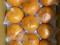 제주천혜향 42과 10k 7..