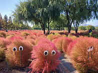 가을 정취 명물 화명생태공..