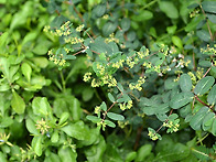 Euphorbia hyperici..