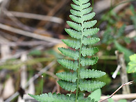 나도좀진고사리