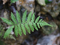 무슨 고사리일까요?