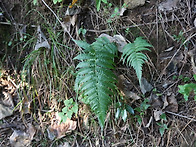 무슨 고사리일까요?