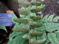 무슨고사리 일까요