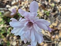 4월11일 양주 노고산 트레..