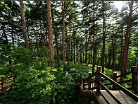 5월23일(토)대관령..