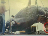 동물들의 거시기