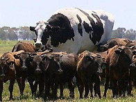 너무 커서 도축장..