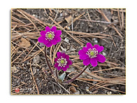 노루귀 2026.03.22