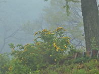 기다려 주오ㅡ희망의 꽃 ..