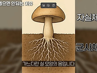 버섯을 뽑으면 안되는 이유