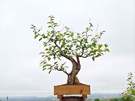 심산해당