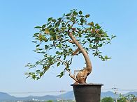 심산해당
