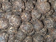 2014년 노만아 롱주