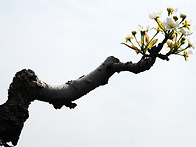 동구밖 과수원길