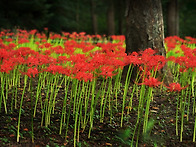 인천대공원의 꽃무릇