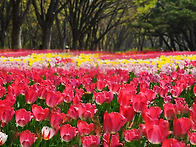 튜립꽃피는언덕