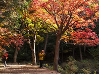 만추