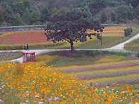 천상의화원(정읍구절초공원..