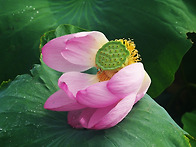 수줍은 연
