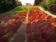 서울 올림픽공원 들꽃마루..