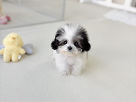 청주강아지분양 애견샵 분..