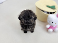 청북강아지분양 청북강아지..