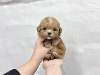 전주강아지분양 전주강아지..