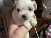 우리강아지새끼