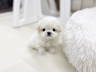 행궁동강아지분양 행궁동강..