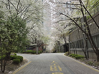 꽃비 / 북아현동 / 25春