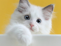고양이