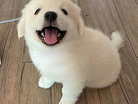 강아지