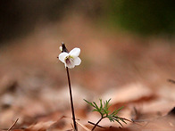 2026040405 봄꽃따라서,국..