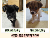 천사원 쿠키와 꼬물이 두마리&#128054;