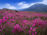 &hearts;694차 4월 12일 100대명산 비슬산 참꽃축..