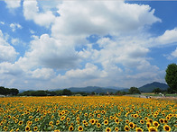 해바라기(경주)