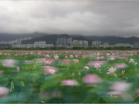 연밭의 향기