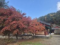 홍천.은행나무및...