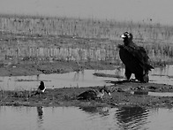 새만금 지역, 1월16일 그..