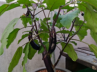 감자 볶음 만들기