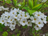 조팝나무꽃, 벚꽃