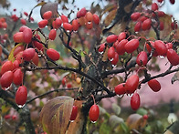 산수유 열매