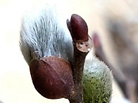 복수초~호랑버들