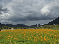 양산 황산공원 황화코스모..