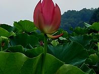 #연꽃 ~수생식물